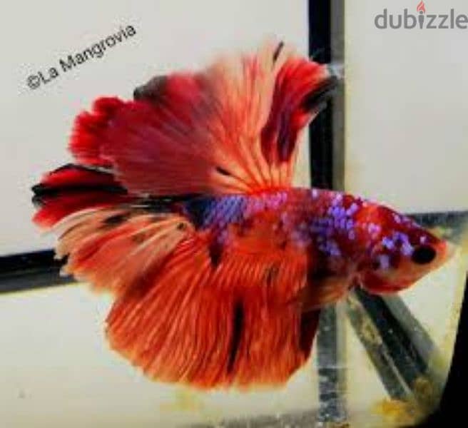 BETTA -HMPK - LIMITED STOCK 5