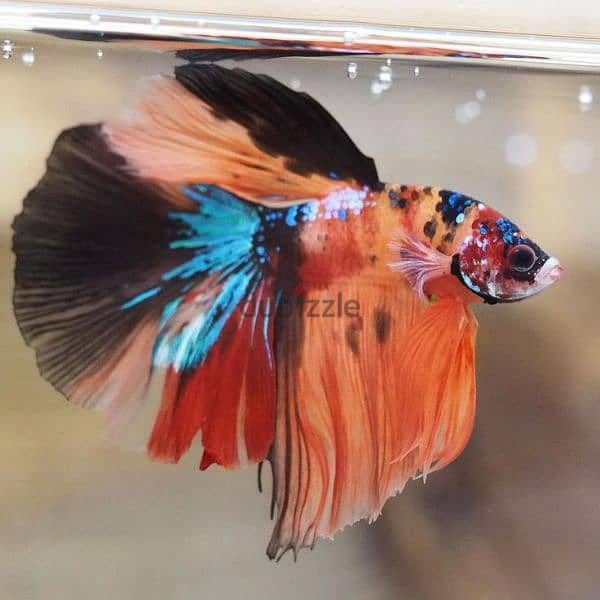 BETTA -HMPK - LIMITED STOCK 6