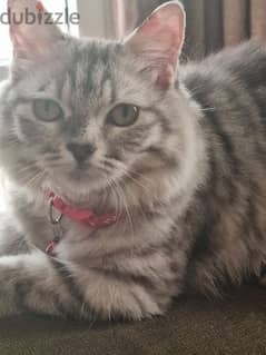 5 months old female Turkish Angora 0