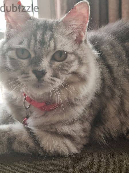 5 months old female Turkish Angora 0