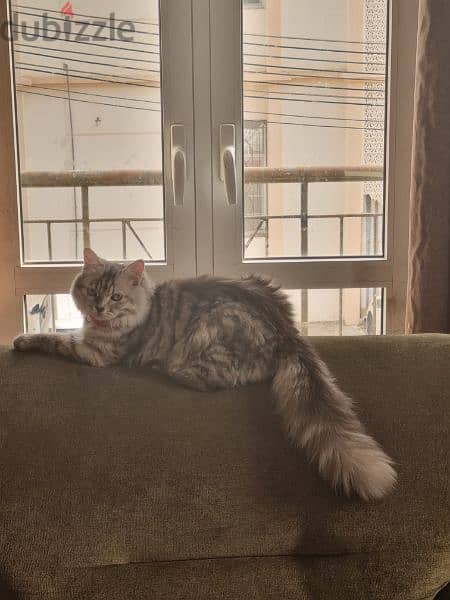 5 months old female Turkish Angora 1