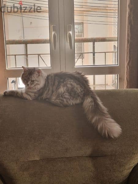 5 months old female Turkish Angora 2