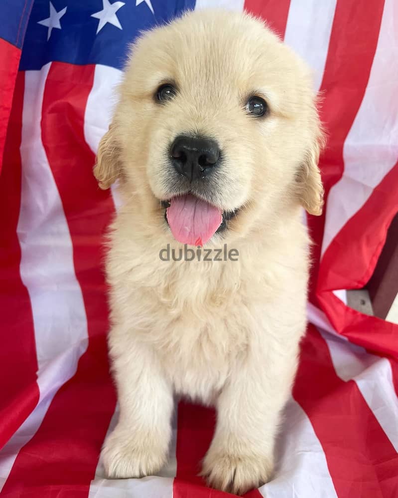 100% Pure Golden Retriever puppies for sale 0