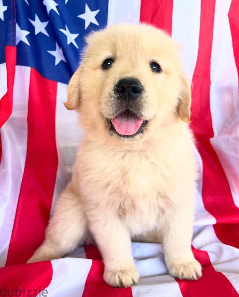 Golden retriever for sale. . WHATSAPP :‪ +1 (484),718‑9164‬ 1