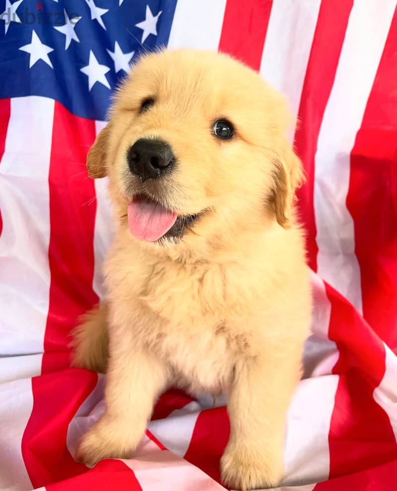 100% Pure Golden Retriever puppies for sale 2