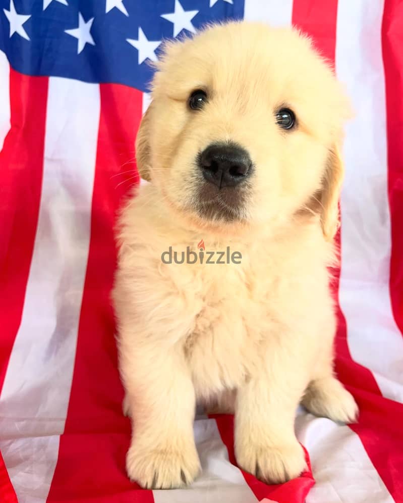 100% Pure Golden Retriever puppies for sale 3