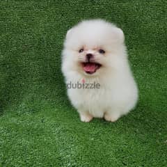 Pure Pomeranian for sale.