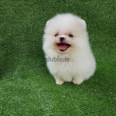 Micro Teacup Pomeranian Puppies for sale