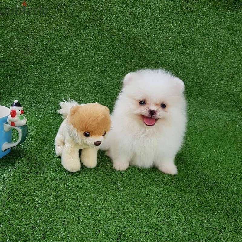 Micro Teacup Pomeranian Puppies for sale 1