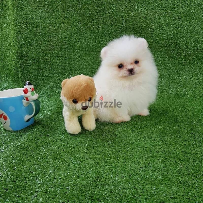 Pure Pomeranian for sale. 2