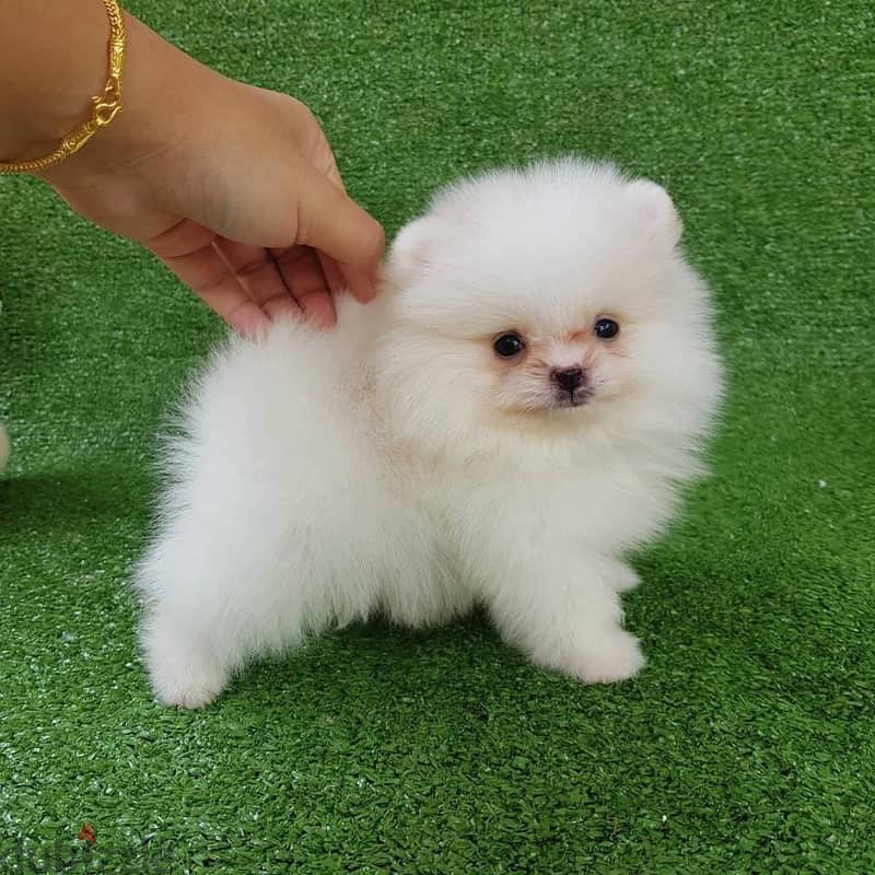 Pure Pomeranian for sale. 3