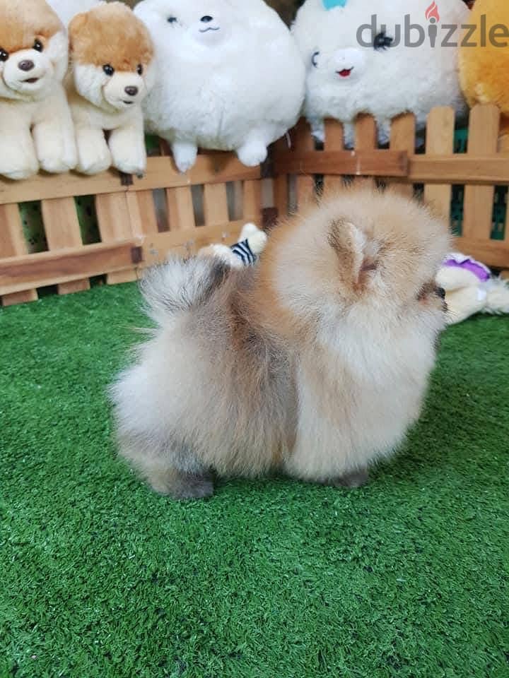 Pure Pomeranian for sale. 4