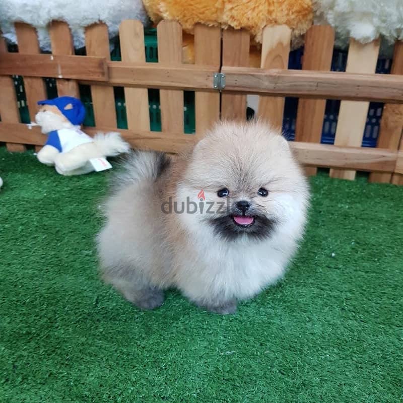 Pure Pomeranian for sale. 5