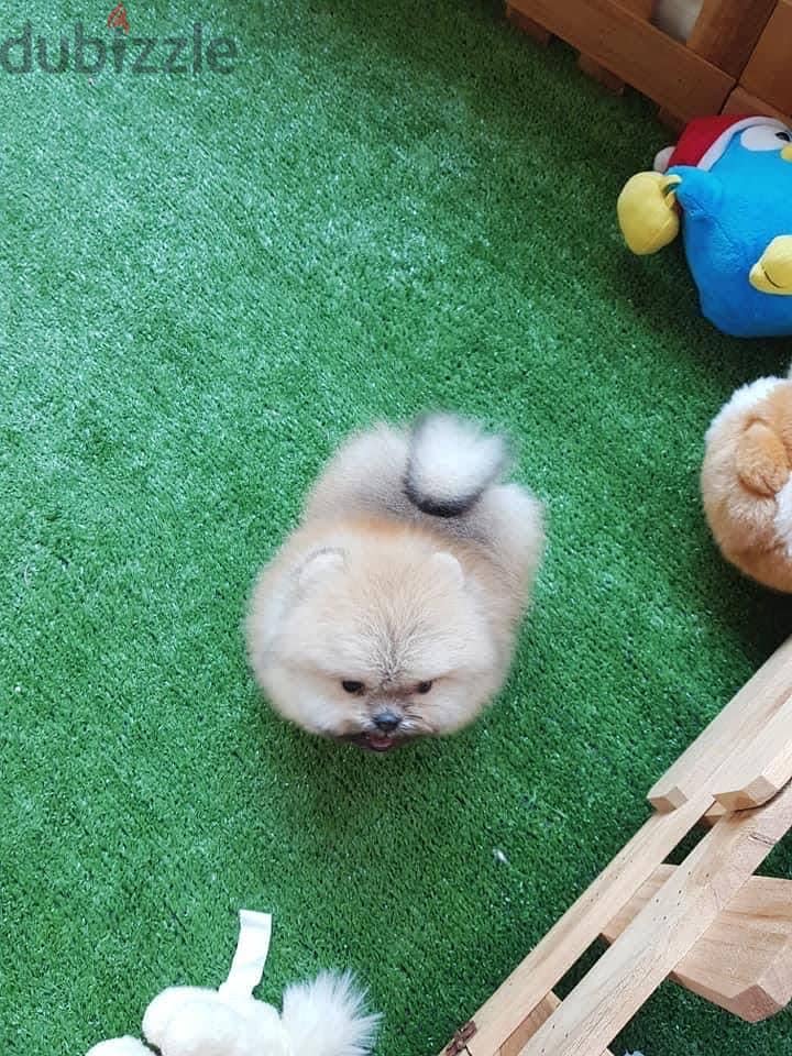 Pure Pomeranian for sale. 6