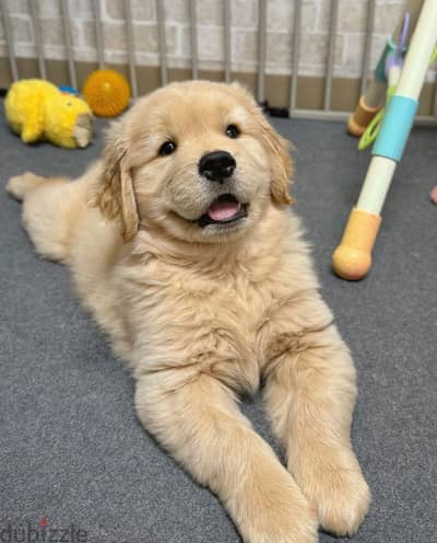 Male Golden retriever  for sale