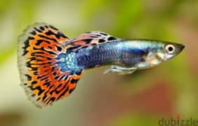 fancy guppies