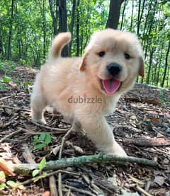 Golden retriever  puppy available for sale 0