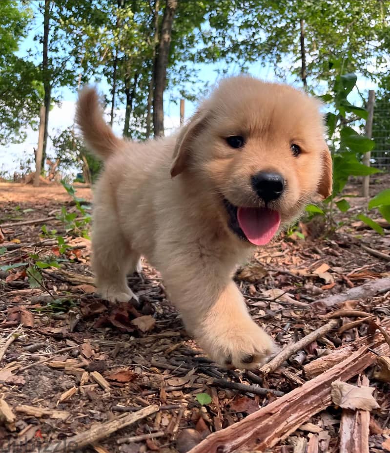 Golden retriever  puppy available for sale 1