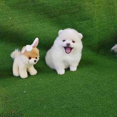 Tea,cup Pomeranian for sale. . WHATSAPP:‪ +1 (484),718‑9164‬