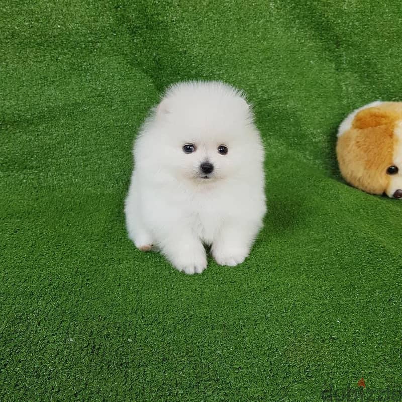 For Sale Male Pomeranian Puppies 2