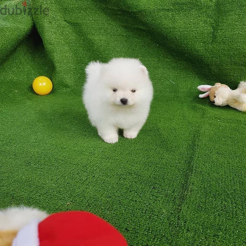 For Sale Male Pomeranian Puppies 3