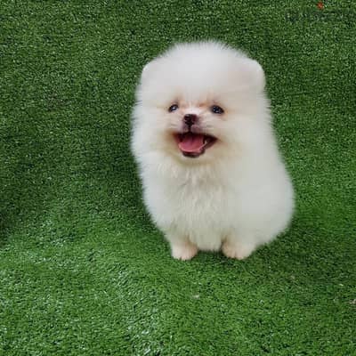 Female Pomeranian Puppy . WhatsApp  +1 (908) 768‑4279