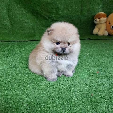 Female Pomeranian Puppy . WhatsApp  +1 (908) 768‑4279 1