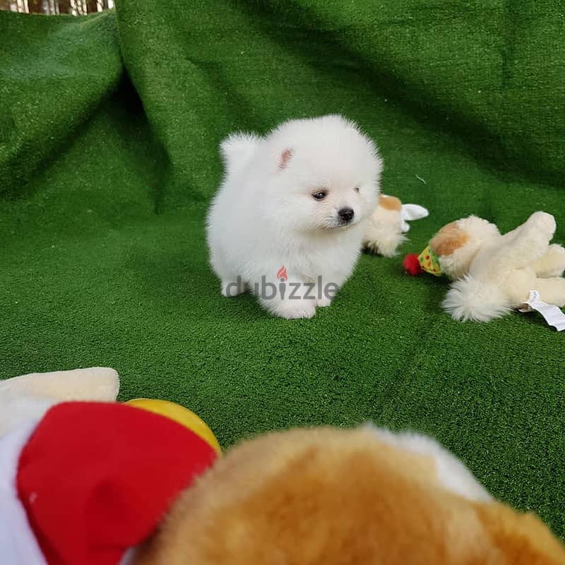 Friendly Teacup Pomeranian Puppies for sale 2