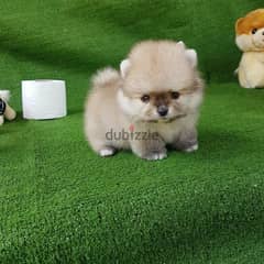 . Pure Pomeranian for sale