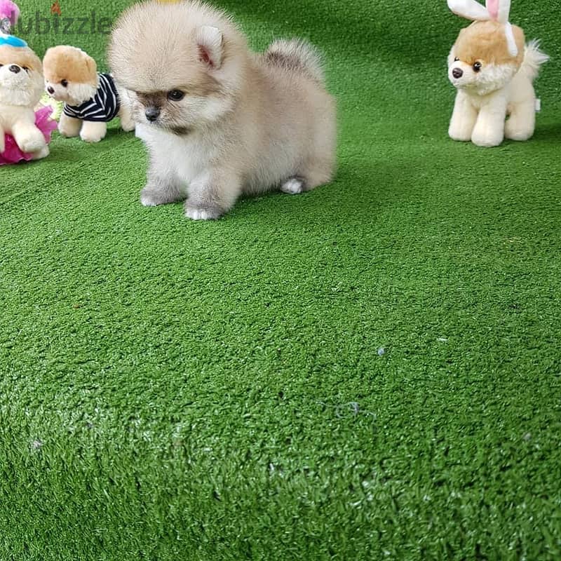 . Pure Pomeranian for sale 1