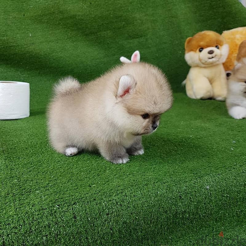 . Pure Pomeranian for sale 2