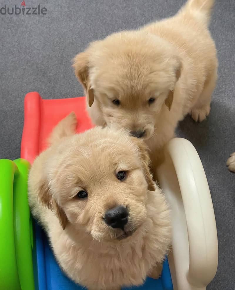 Male Golden Retriever for sale . WHATSAPP +1 (484),718‑,9164‬ 1