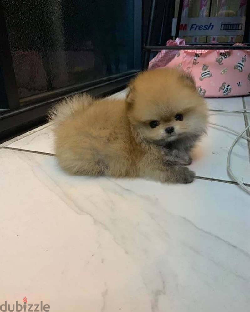 Mini Pomernian for sale 1