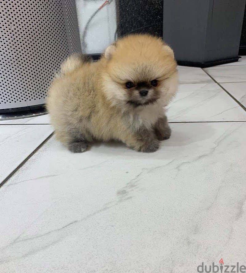 Mini Pomernian for sale 2