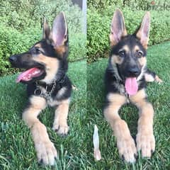 Male German Shepherd puppy