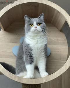 British shorthair kittens for adoption