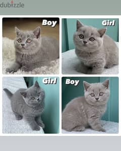 British shorthair kittens available