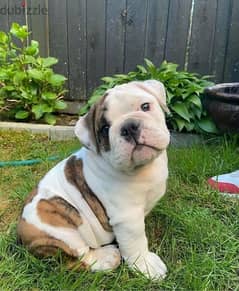 bull dog puppies for sale 0