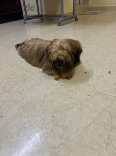 shih tzu 6 months old whatsapp me 98993101