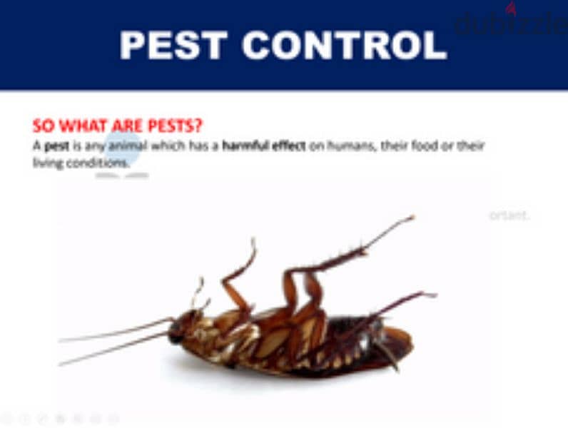 Quality pest control service and house cleaning 0