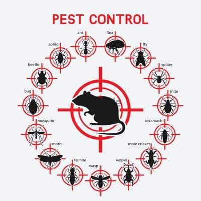 Quality pest control service