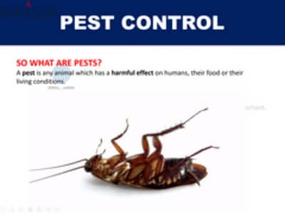 Pest control service and house cleaning