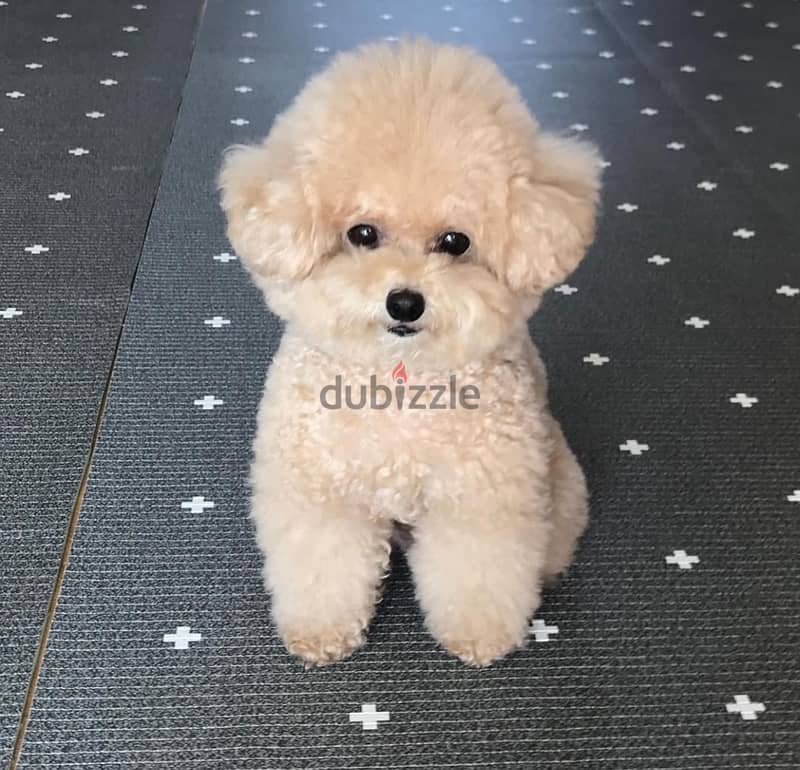 Home Trained Poodle Puppy 1