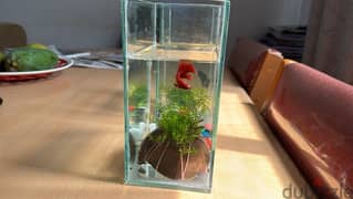 beta fish set for office