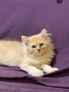 persian kitten for sale