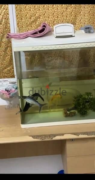 fish with aquarium 0