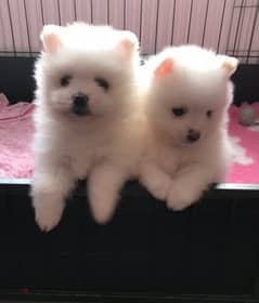 Pomeranian puppies available for sale