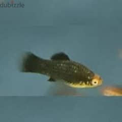 black platy