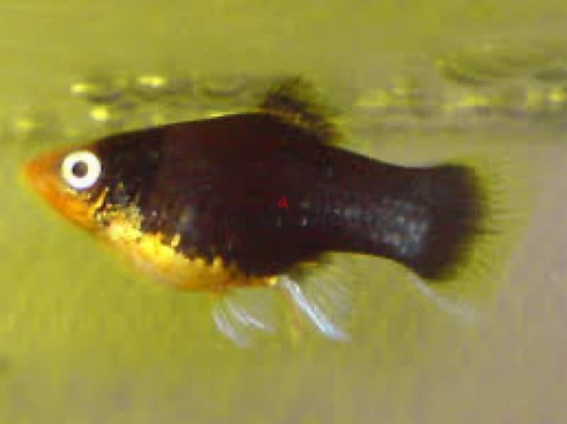 black platy 1