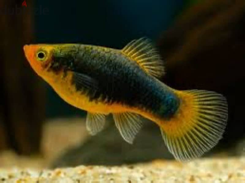 black platy 2